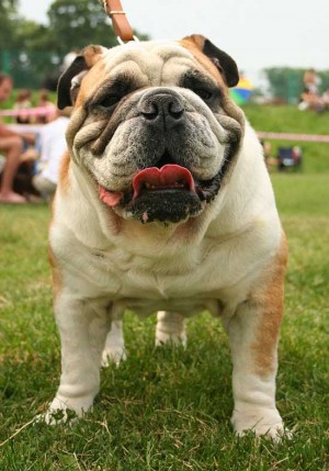 Un cane