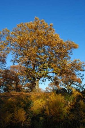 Vallerano - I castagneti in autunno
