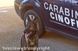 Carabinieri - Una unità cinofila