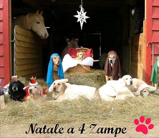 Immagini Natalizie Con Cani.Non E Blasfemo Rappresentare La Nativita Coi Cani