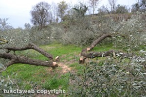Farnese - Il terreno di Dario Pomarè devastato