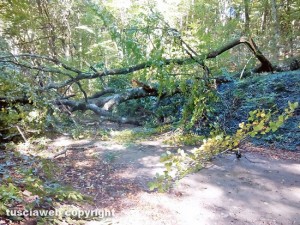 Un albero caduto