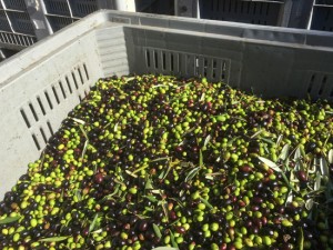 Olive raccolte