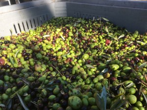 Olive raccolte