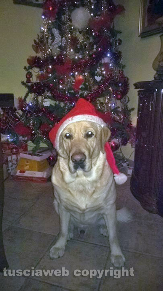 Auguri Di Natale Zii.Primo Natale In Casa Per Tre Fantastiche Gemelline Tusciaweb Eu