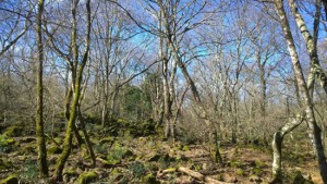 Farnese - Selva del Lamone