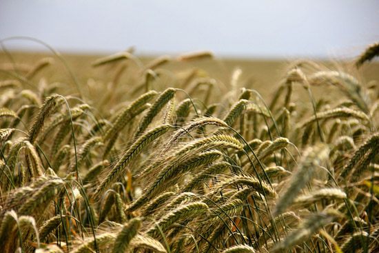Campo di grano