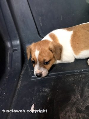 Cagnolini abbandonati cercano casa