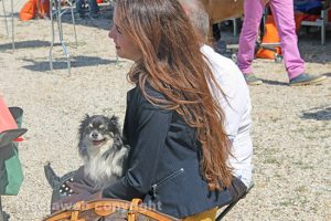 Viterbo - L'esposizione internazionale canina