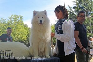 Viterbo - L'esposizione internazionale canina