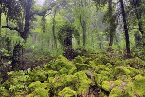 Acquapendente - Il bosco del Sasseto
