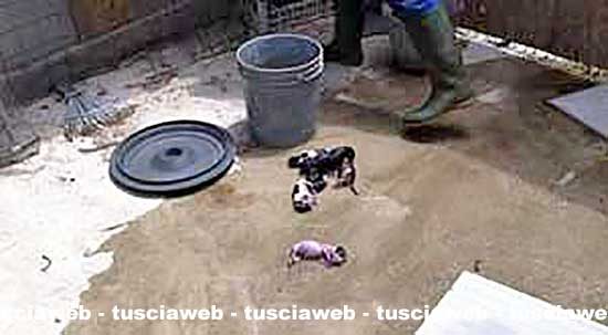 Viterbo – Cuccioli affogati e gettati nell’immondizia in un canile