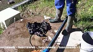Viterbo – Cuccioli affogati e gettati nell’immondizia in un canile