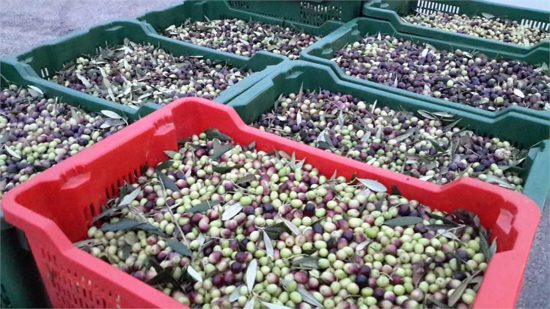 Olive