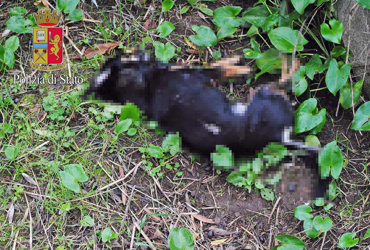 Il Cane Del Vicino Fa Strage Di Galline Ucciso A Fucilate Tusciaweb Eu