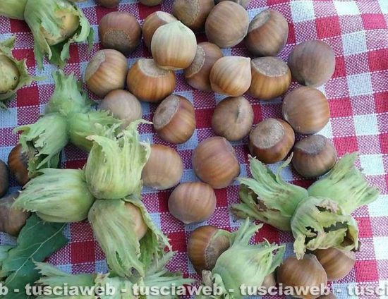 Le nocciole della Tuscia