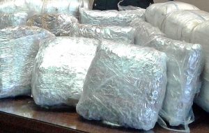 Tuscania - 64 chili di marijuana in un casale - La droga sequestrata