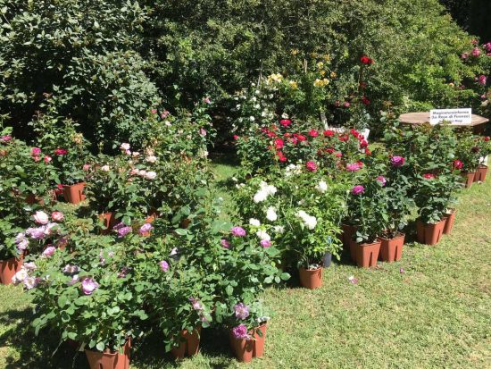 Viterbo - Orto botanico