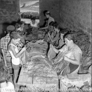 Viterbo anno 1958 località Vaccareccia - Famiglia alla lavorazione del tabacco - Foto di proprietà dell'Istituto Luce Cinecittà di Roma - Vietata la riproduzione