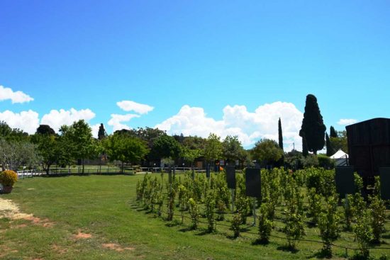 Tarquinia - La Cittadella di Semi di pace