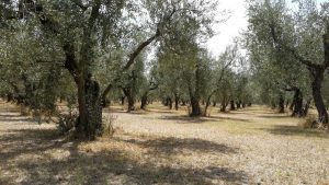 Vetralla - L'effetto della siccità in un oliveto