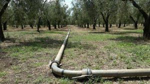 Vetralla - Irrigazione in un oliveto