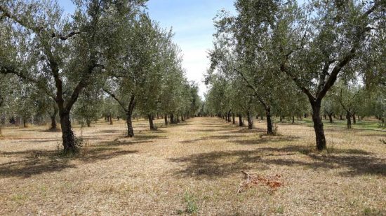Vetralla - L'effetto della siccità in un oliveto