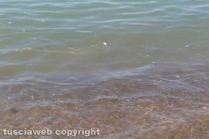 Tarquinia - Schiuma e liquami nel mare di Riva dei Tarquini