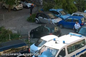 Viterbo - Cade albero a piazza Campoboio