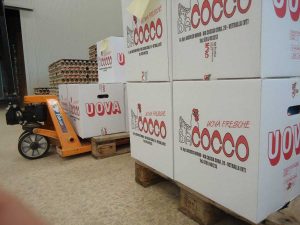 L'azienda agricola Mirko Bacocco