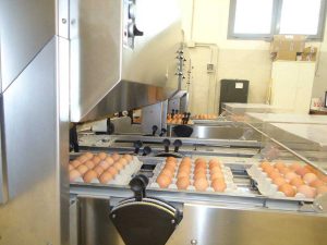 Azienda bacocco 2