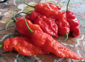 Il peperoncino Bhut jolokia