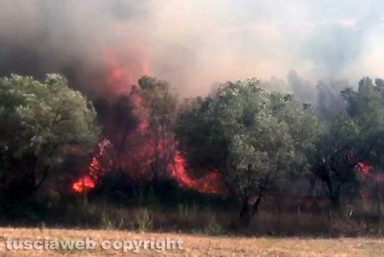 Bosco in fiamme
