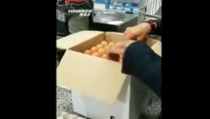 Nas - Alcune immagini del sequestro di uova