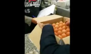 Nas - Alcune immagini del sequestro di uova