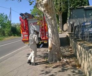Capodimonte - I vigili del fuoco distruggono un nido di calabroni