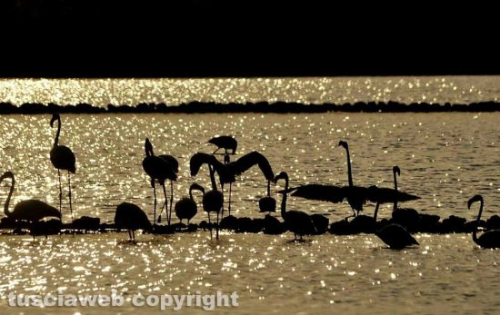 Danza dei fenicotteri al tramonto alle Saline