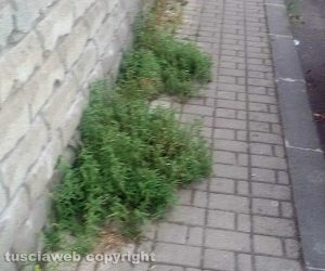 Viterbo - Erbacce in via Tagete