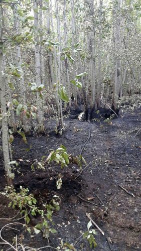 Il bosco incendiato