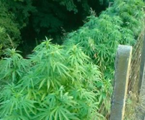 Una coltivazione di cannabis