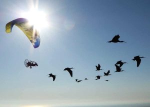 Orbetello - Stormo di ibis in volo dall'Austria verso l'oasi guidati da due ragazze