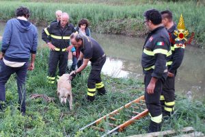 Pisa - Vigili del fuoco salvano labrador