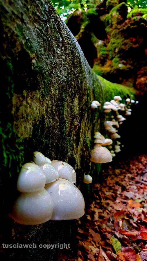 Autunno in Faggeta