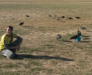 Orbetello - Stormo di ibis in volo dall'Austria verso l'oasi guidati da due ragazze