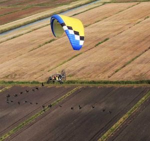 Orbetello - Stormo di ibis in volo dall'Austria verso l'oasi guidati da due ragazze