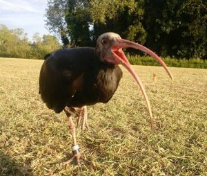 Orbetello - Stormo di ibis in volo dall'Austria verso l'oasi guidati da due ragazze
