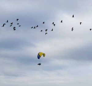 Orbetello - Stormo di ibis in volo dall'Austria verso l'oasi guidati da due ragazze