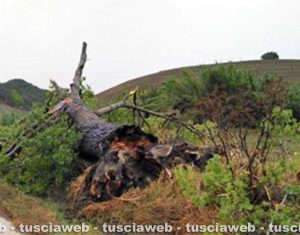 Tarquinia - Allagamenti e disagi per il maltempo 