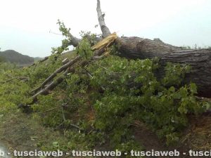 Tuscania - Alberi crollati per la tromba d'aria 