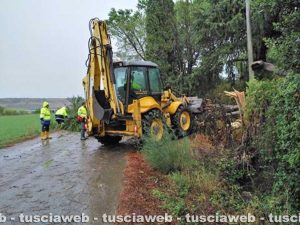 Tarquinia - Pino caduto nei pressi della Polveriera 